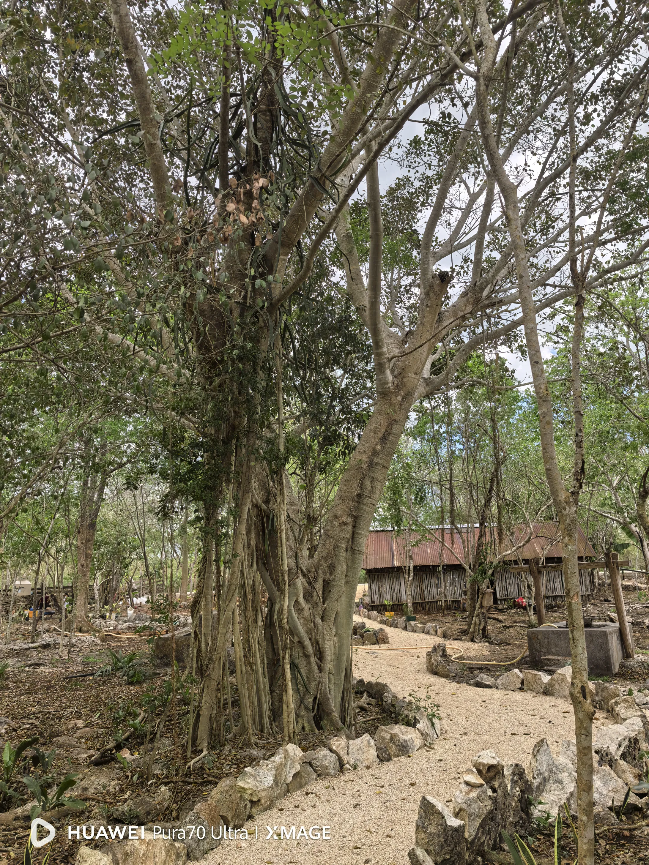 Selva yucateca y sendero de acceso al cenote